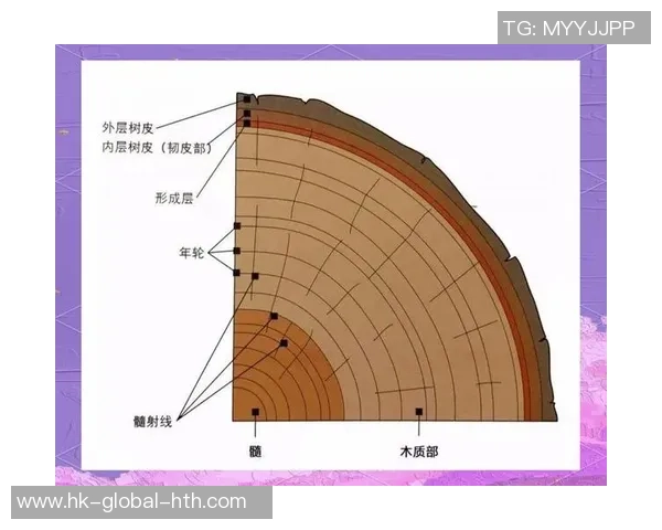 探索足球六边形图解的奥秘与应用解析